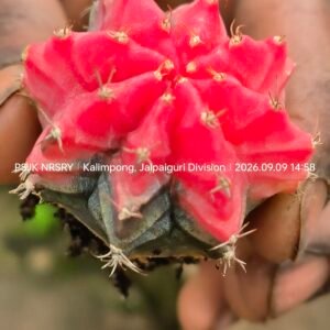 Gymno variegated imported plant one piece